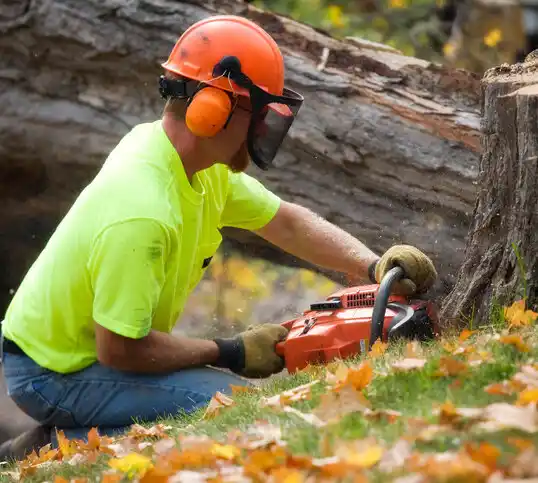 tree services Queen City